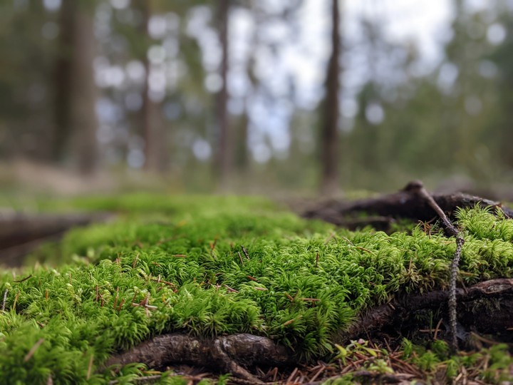forest moss
