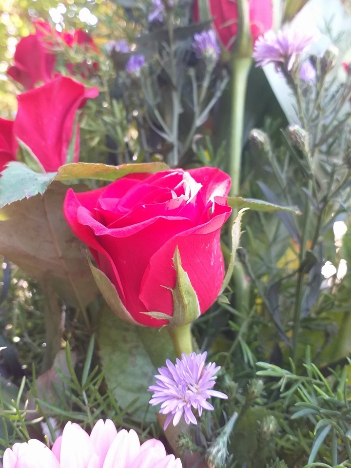 rose