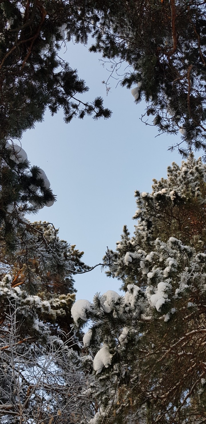 лес и небо