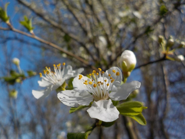 Frühling