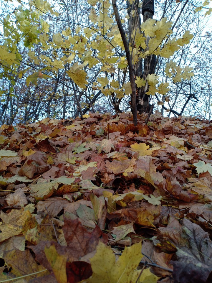 foliage