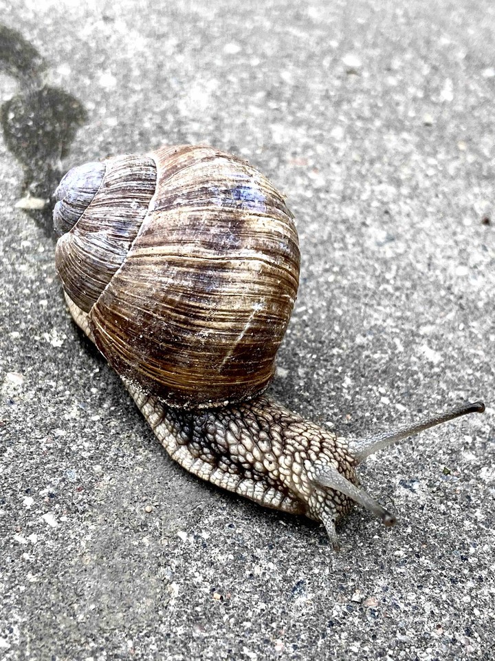 snail