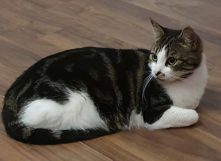 cute cat