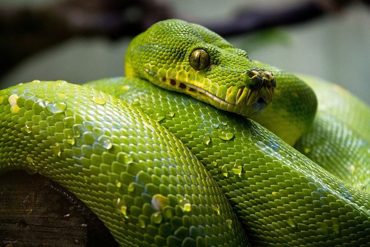 green python