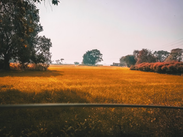beautiful paradise the moody yellow fields