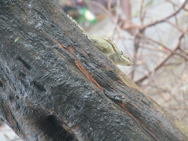 my click of squirrel
