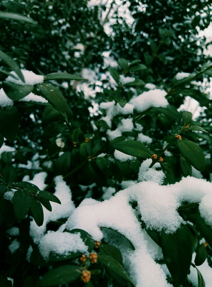 Снежок на кустиках