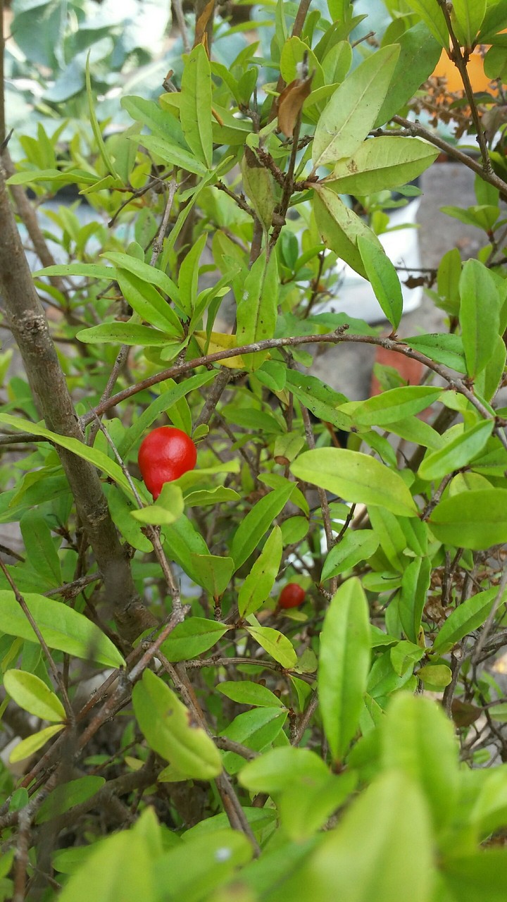 pomegranate babies