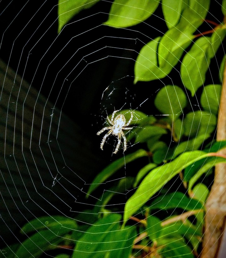 spider