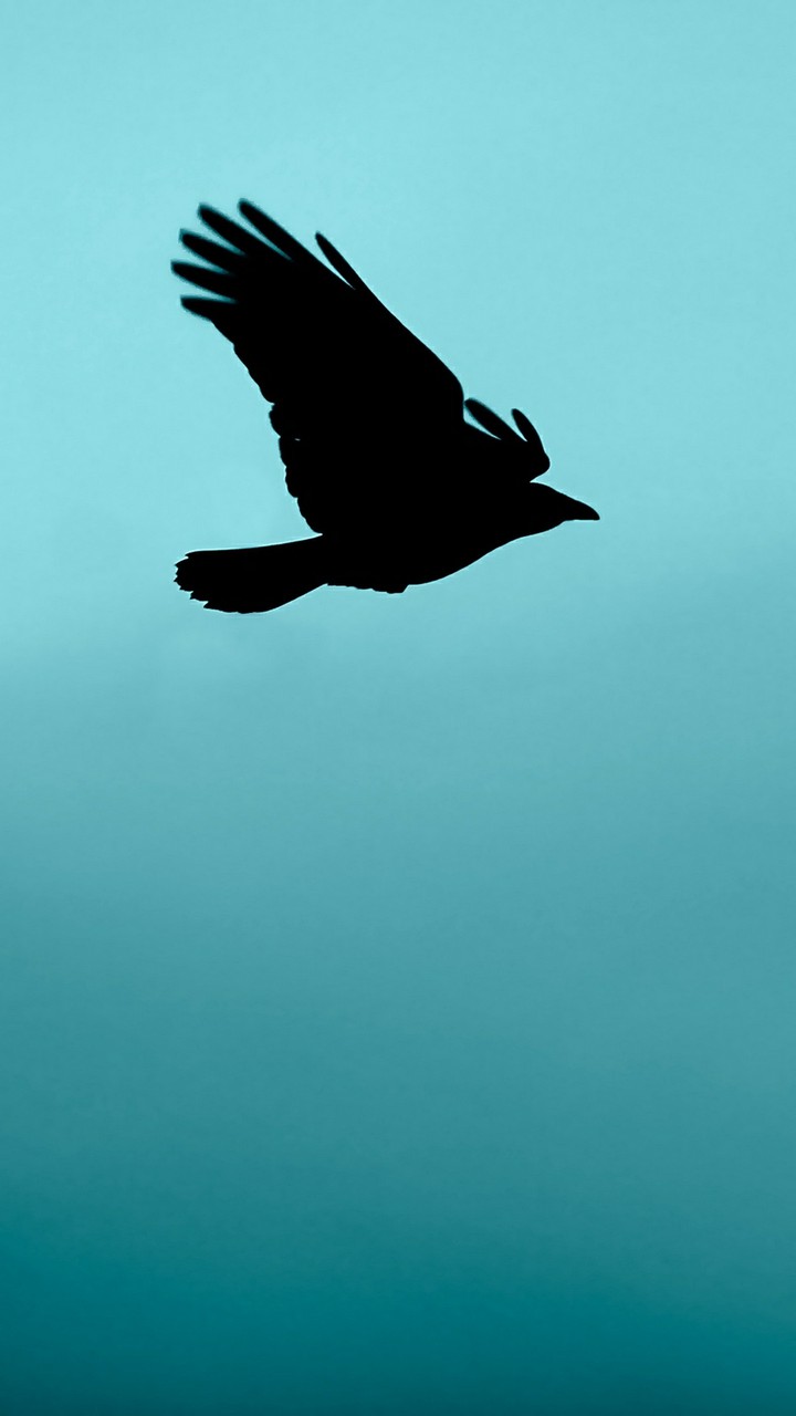 Corvid in Flight 2