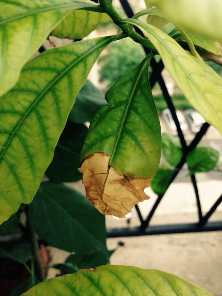 Beautiful Leaf