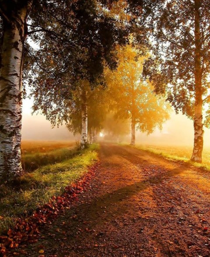 • Road •