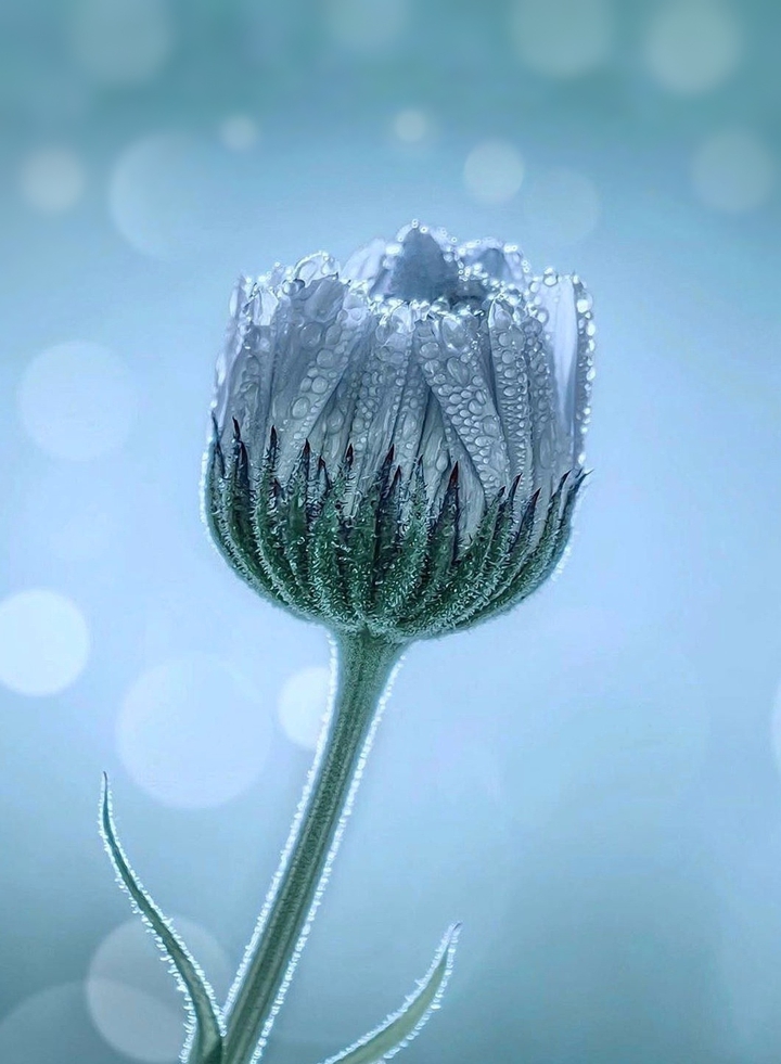 Drops