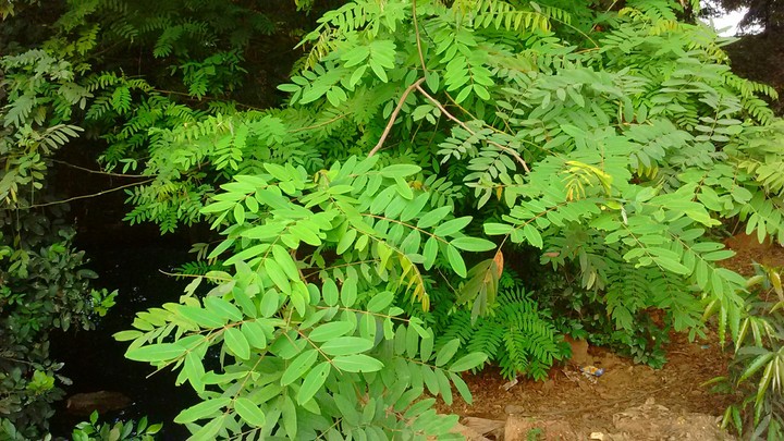 green leaf