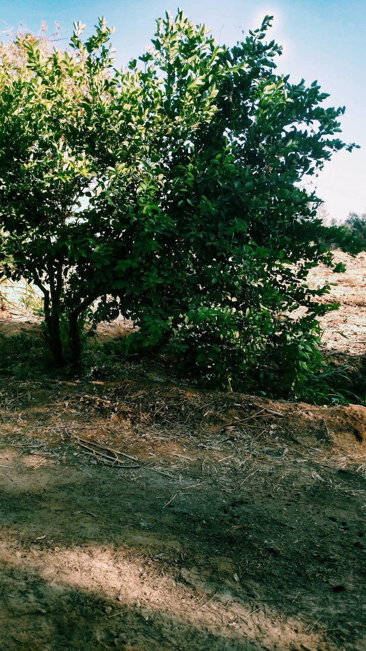 lemon tree