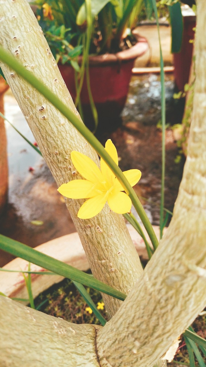 flower