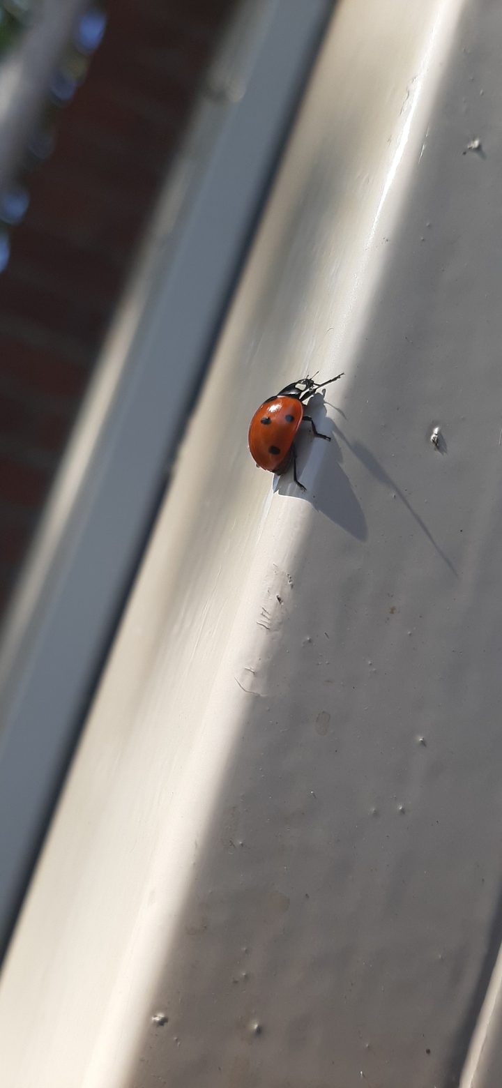 love ladybugs