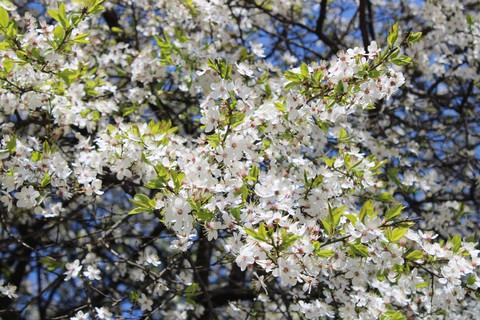 Spring