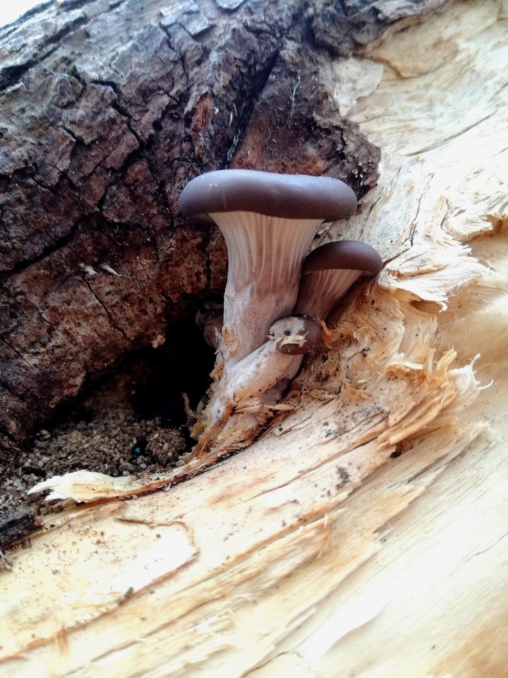 survivor