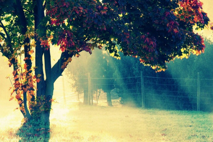 tree