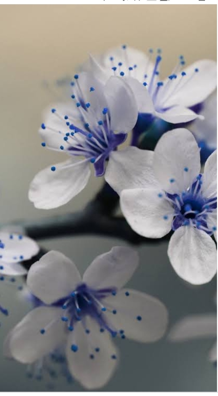 beautiful flowers