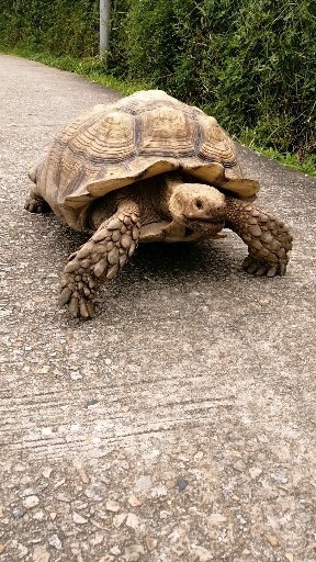 Turtle