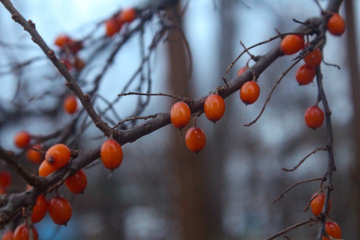 Orange berrys