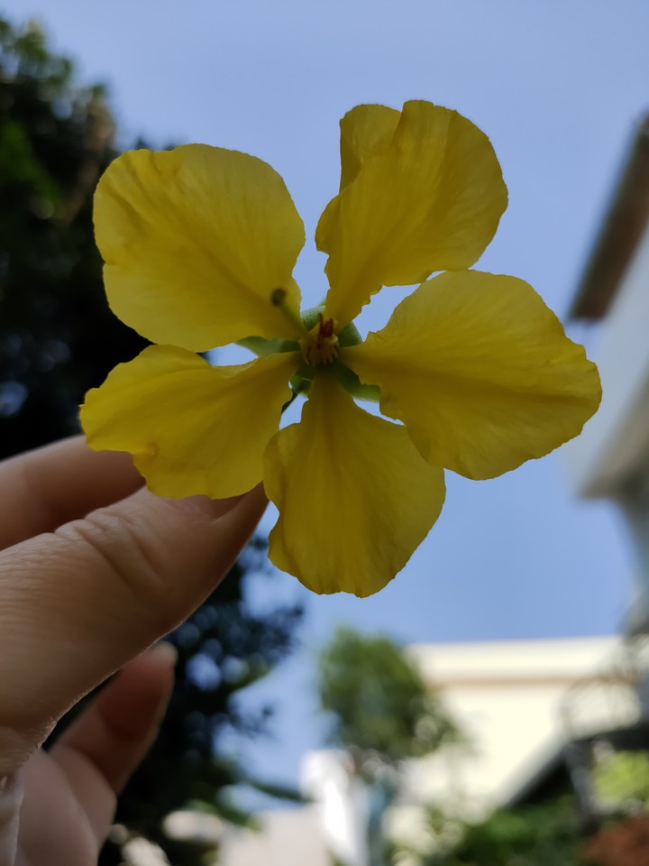 Yellow apricot