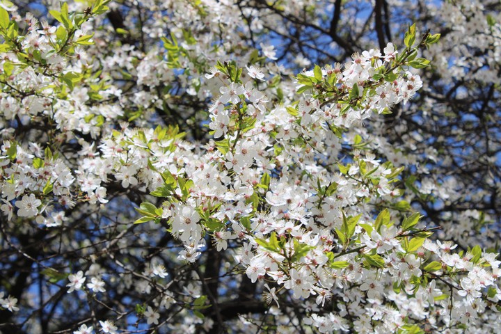 Spring
