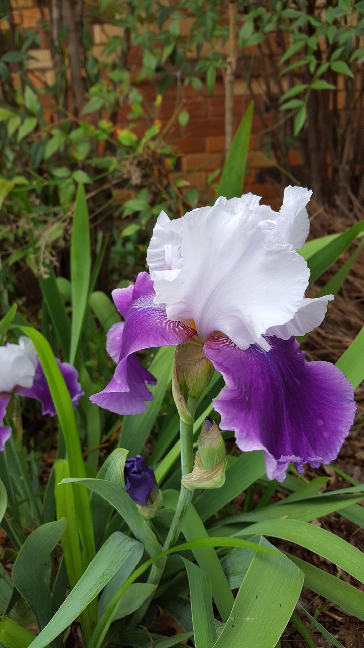 Neighbor's Iris