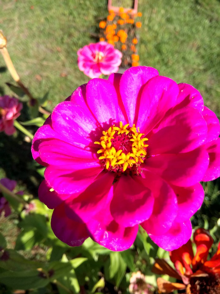 nice flower ?