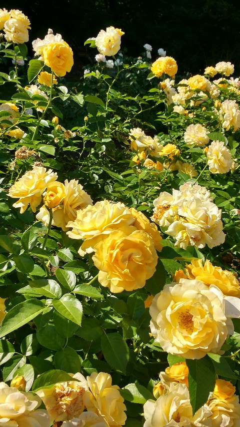 yellow roses