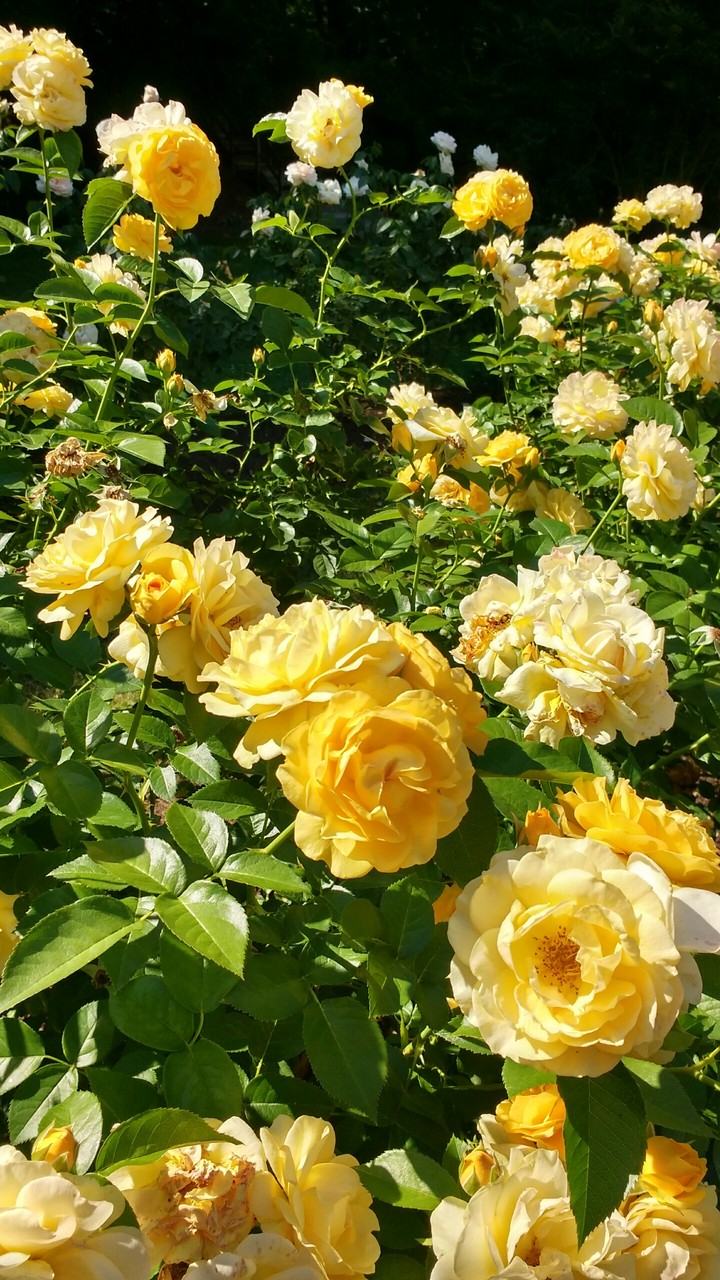 yellow roses