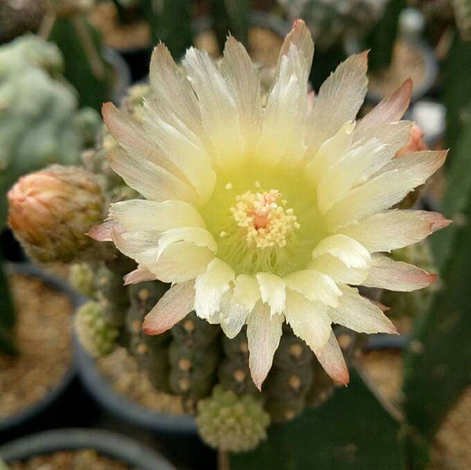 Cactus