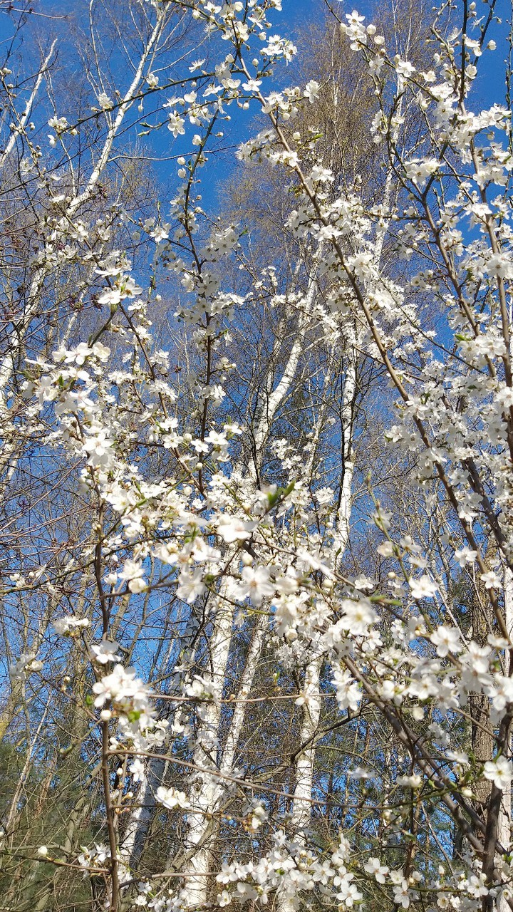 cherry flowers