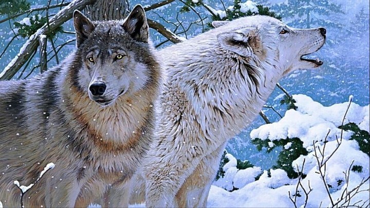 Wolf Pack.