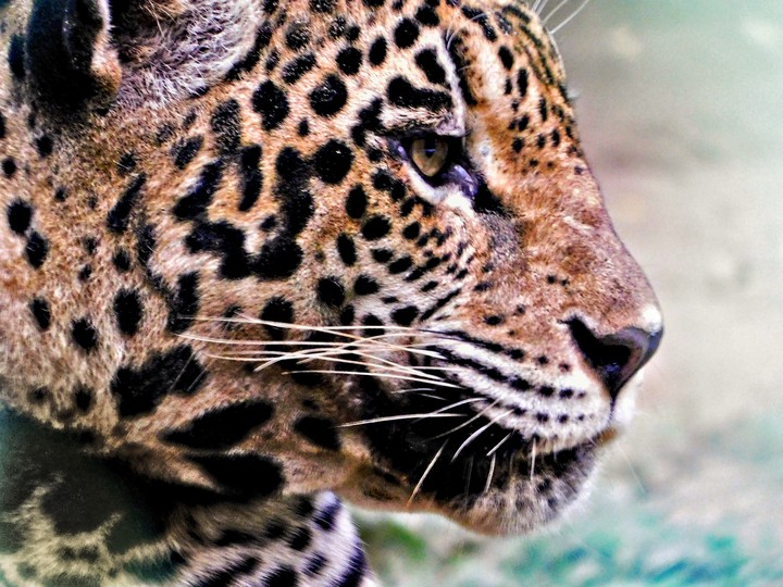 Leopard