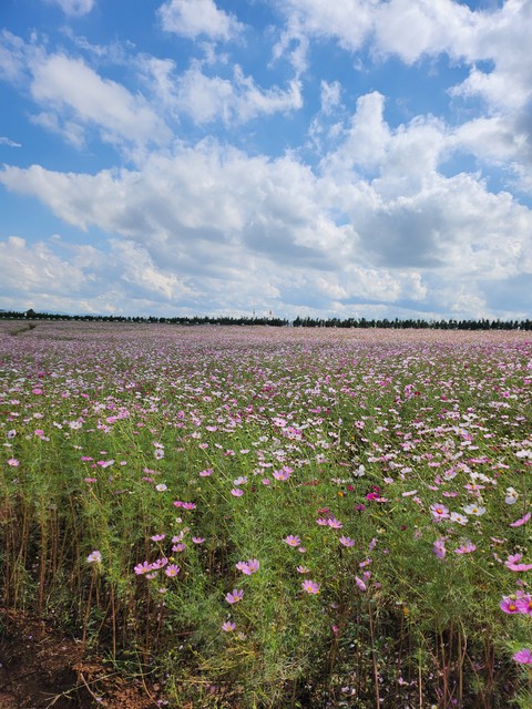тапети plant, grassland