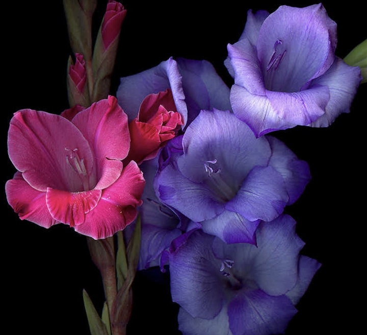 Purple/Pink Flower