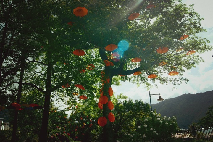 arbre à parapluie