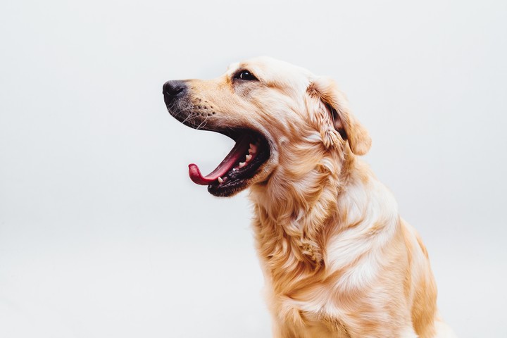 Cute Dog