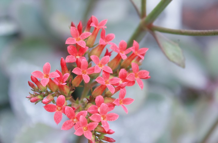 Pink flowers