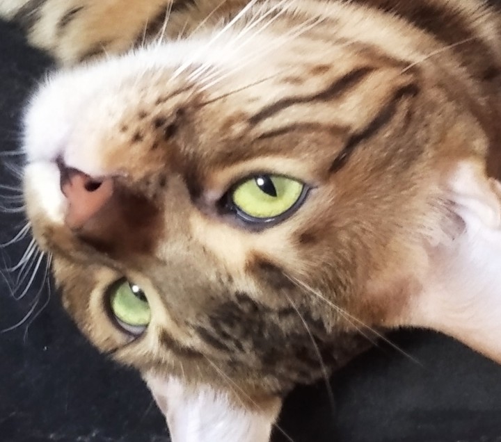 cat