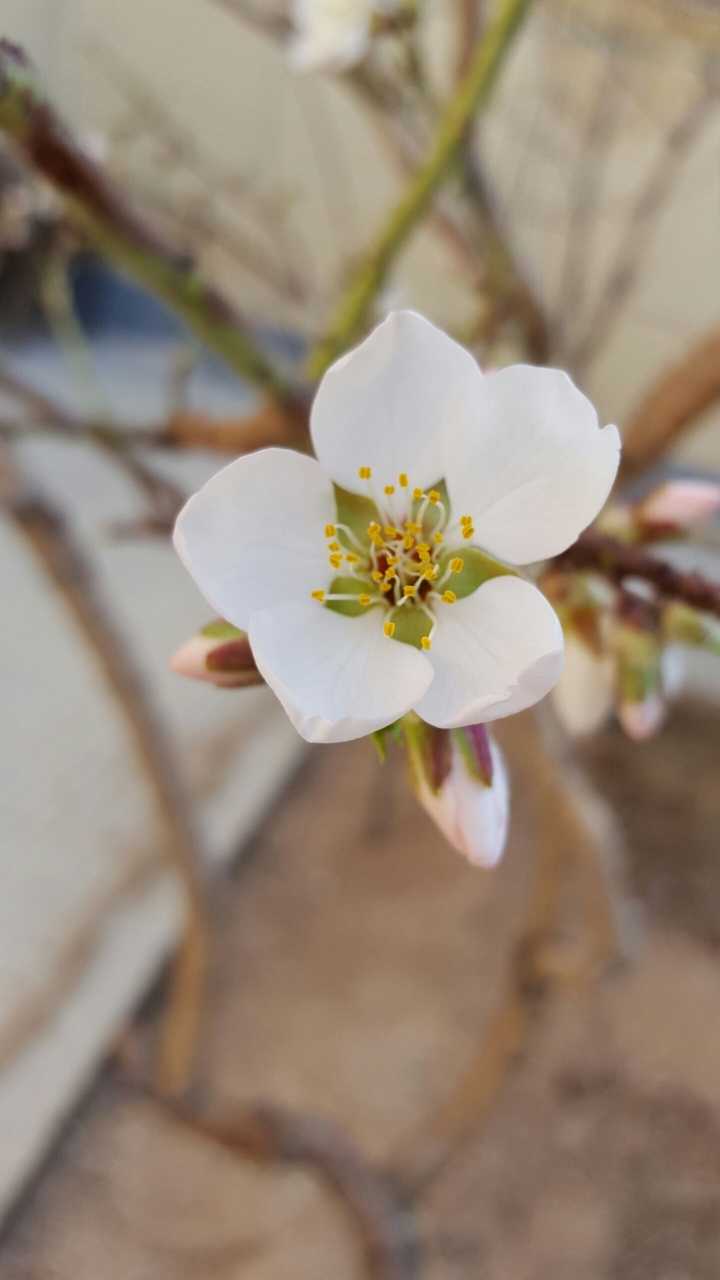 bud