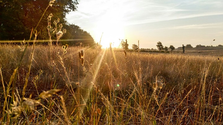 wheat in sun