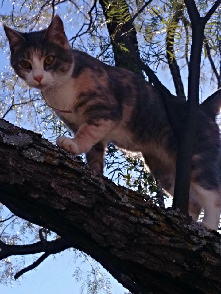 Tortoise cat