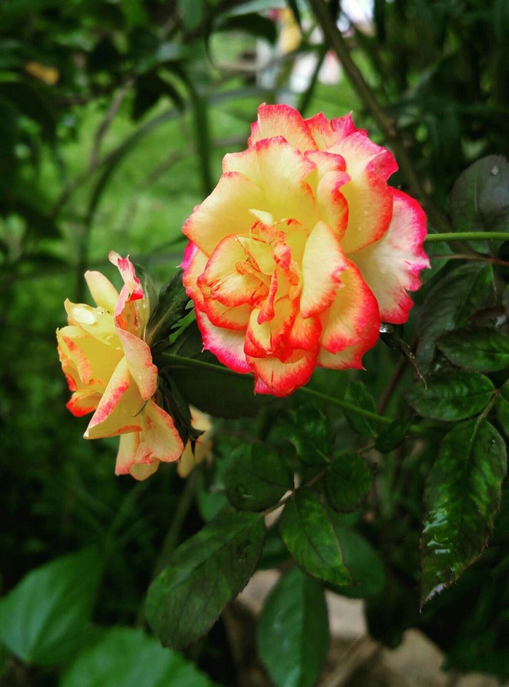 dual colour