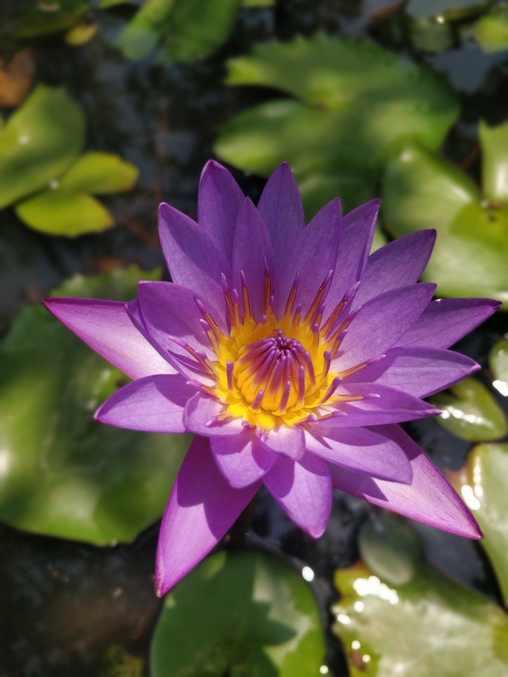water lily