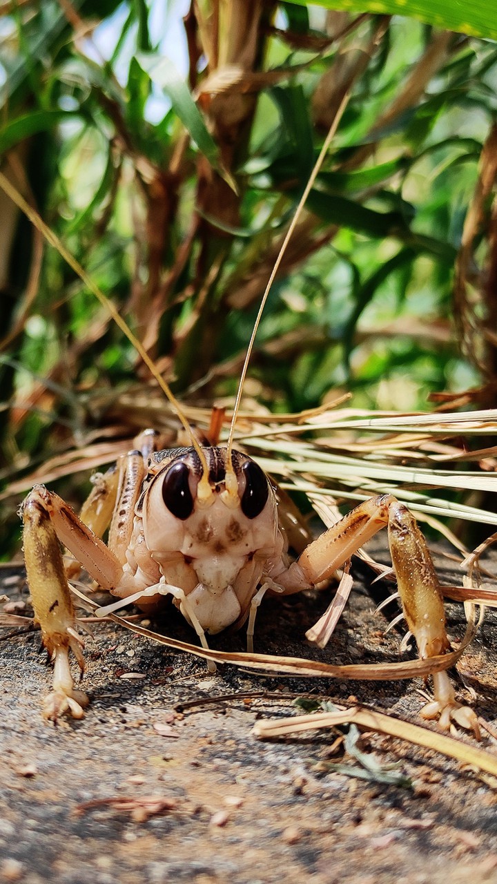 desert insects