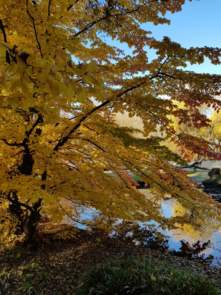 Herbst